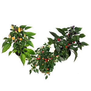 Fall Plant, 4in, Ornamental Pepper