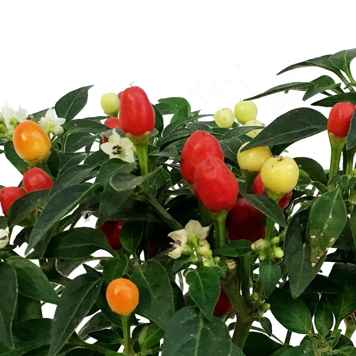 Fall Plant, 4in, Ornamental Pepper