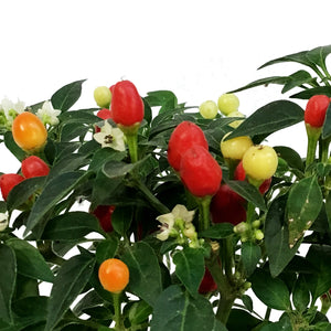 Fall Plant, 4in, Ornamental Pepper