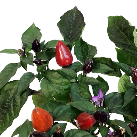 Fall Plant, 4in, Ornamental Pepper