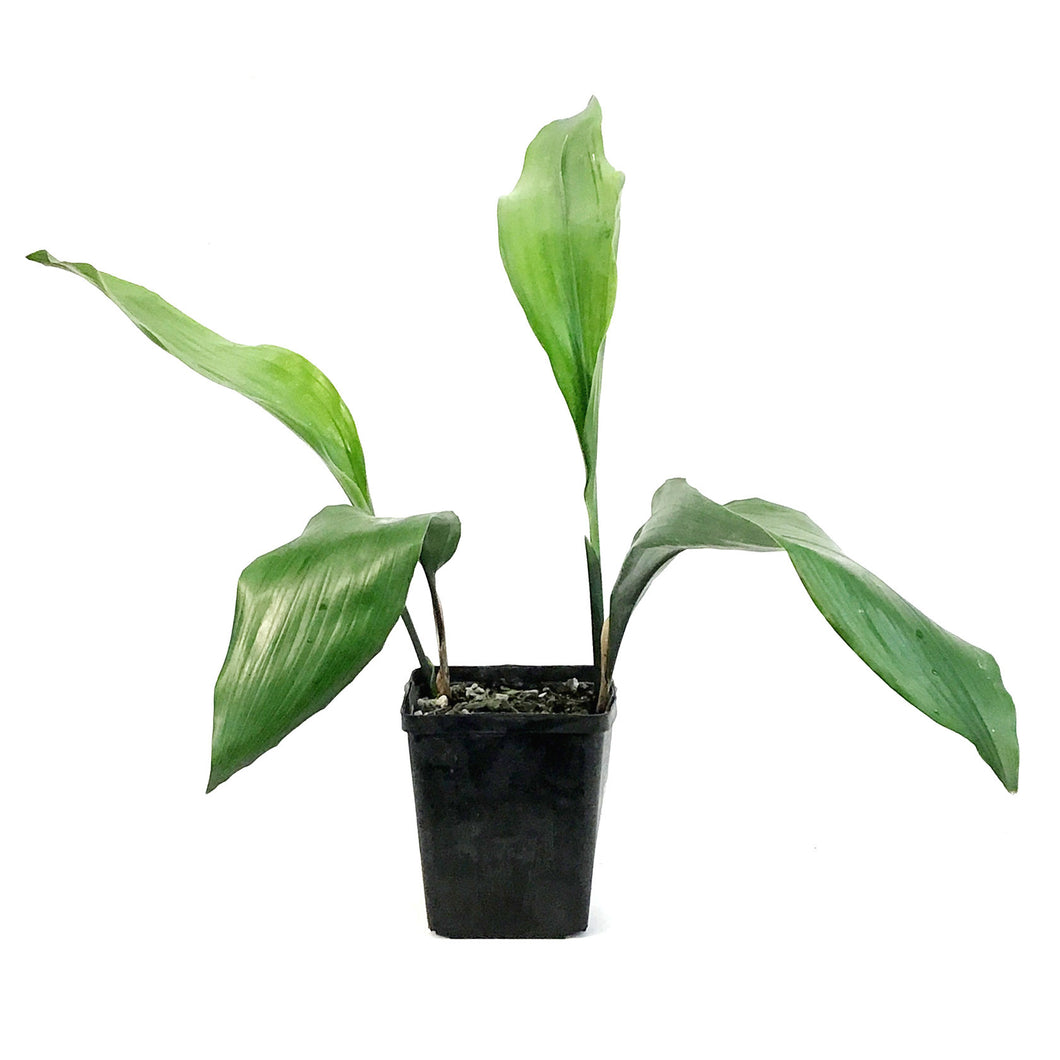 Aspidistra, 4.5in, Cast Iron