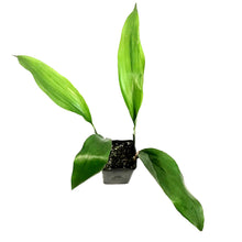 Load image into Gallery viewer, Aspidistra, 4.5in, Cast Iron
