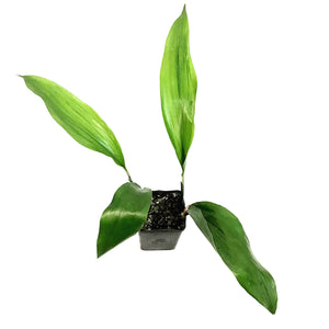 Aspidistra, 4.5in, Cast Iron