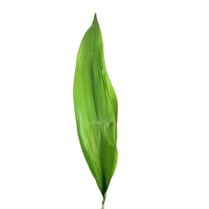 Aspidistra, 4.5in, Cast Iron