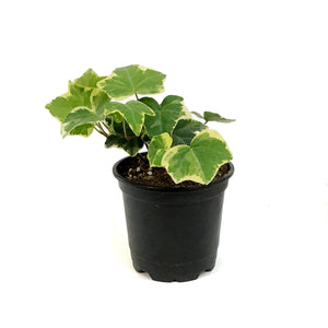 Ivy, 4in, Kolibri