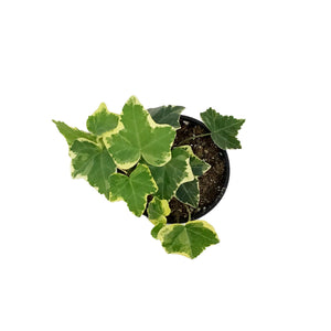 Ivy, 4in, Kolibri