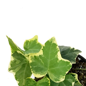 Ivy, 4in, Kolibri