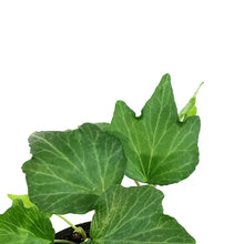 Load image into Gallery viewer, Ivy, 4in, Eniglish Shamrock
