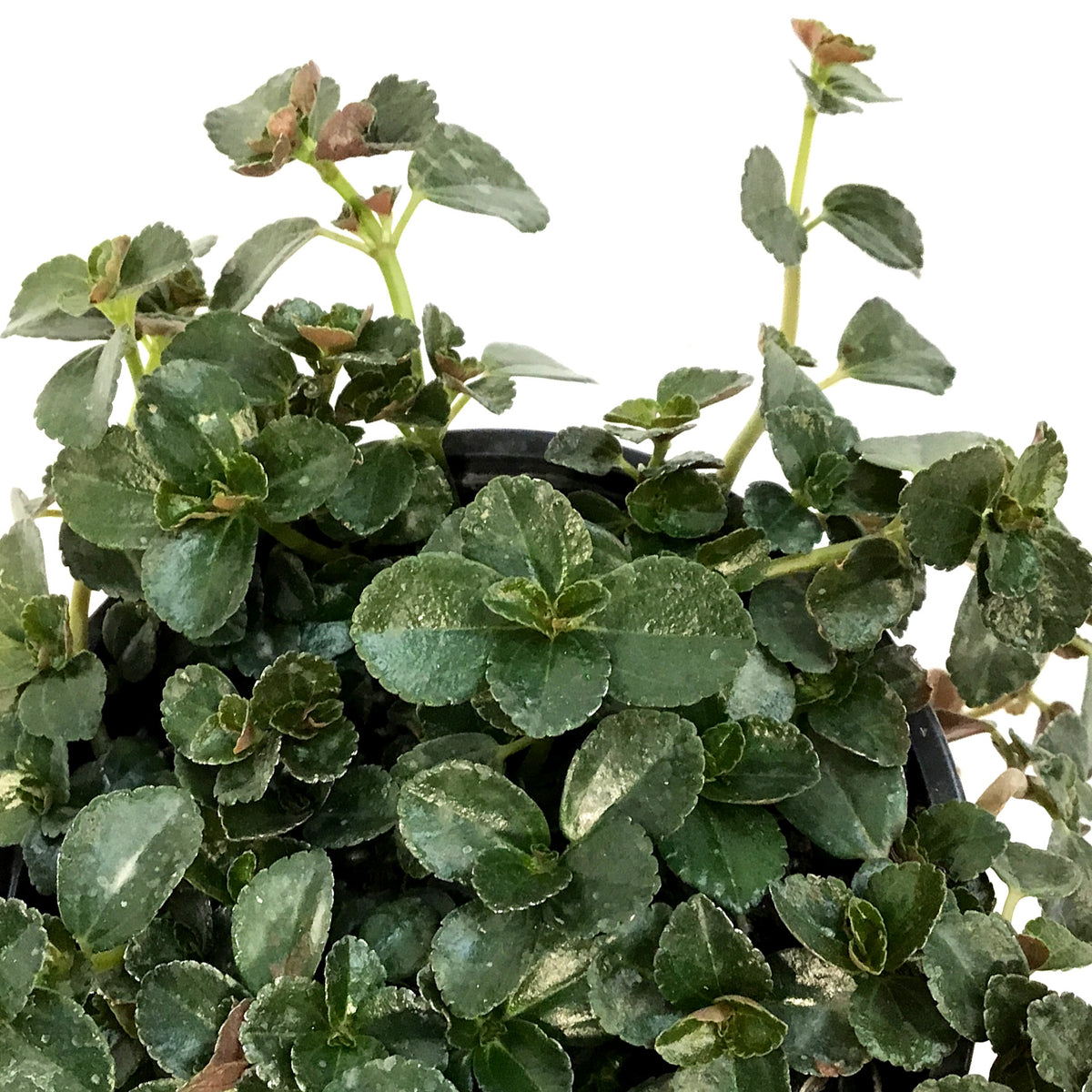 Pilea, 4in, Depressa palus