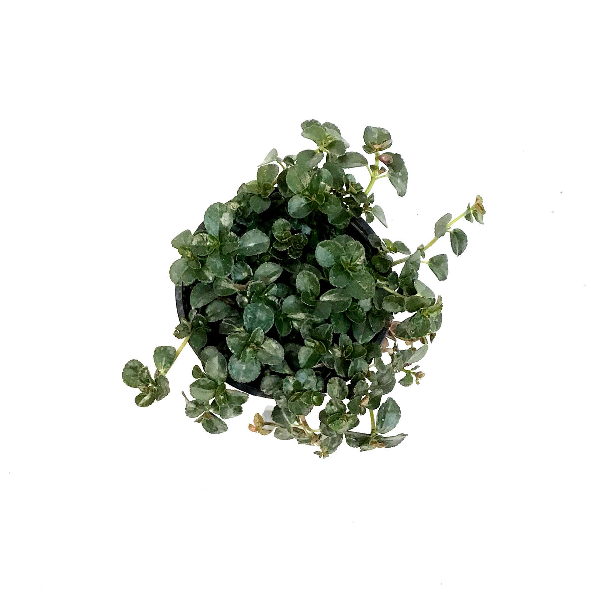 Pilea, 4in, Depressa palus