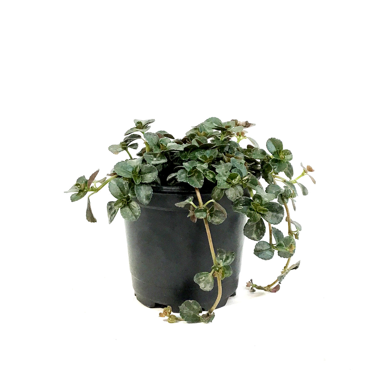 Pilea, 4in, Depressa palus