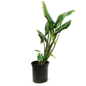 Alocasia, 10in, Zebrina
