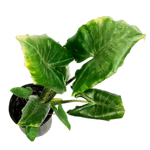 Alocasia, 10in, Zebrina