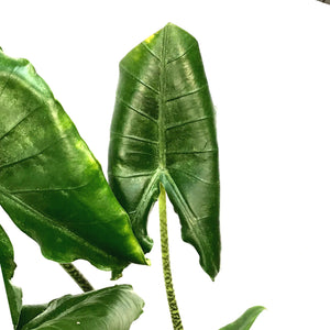 Alocasia, 10in, Zebrina