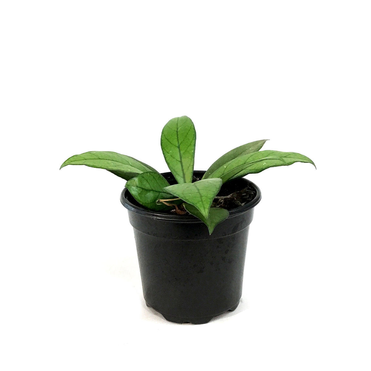 Hoya, 4in, Crassipetiolata