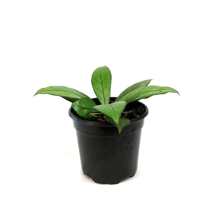 Hoya, 4in, Crassipetiolata