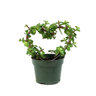 Bonsai, 4in, Jade, Heart-Shaped