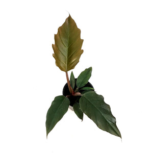 Philodendron, 4in, Chocolate Empress