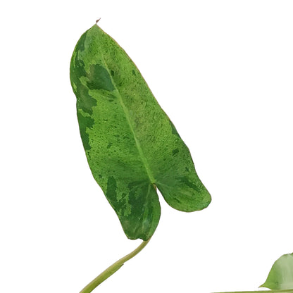 Philodendron, 4in, Paraiso Verde