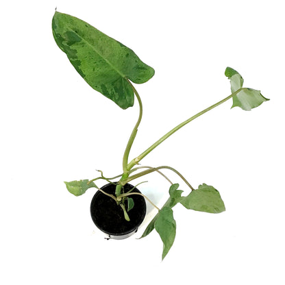 Philodendron, 4in, Paraiso Verde