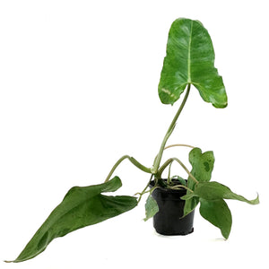 Philodendron, 4in, Paraiso Verde