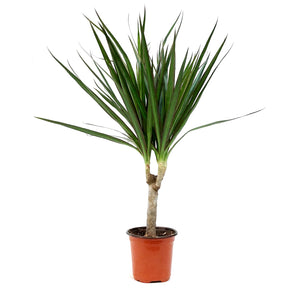 Dracaena, 4in, Marginata