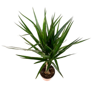 Dracaena, 4in, Marginata