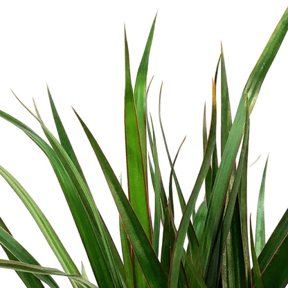 Dracaena, 4in, Marginata