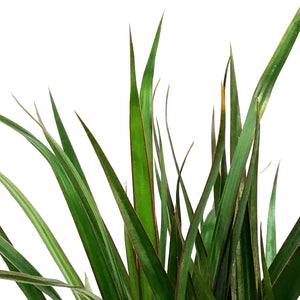 Dracaena, 4in, Marginata