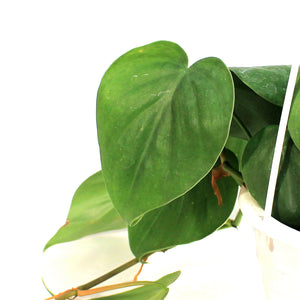 Philodendron, 4.5in HB, Cordatum