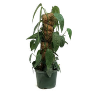 Epipremnum Pinnatum, 6in , Cebu Totem