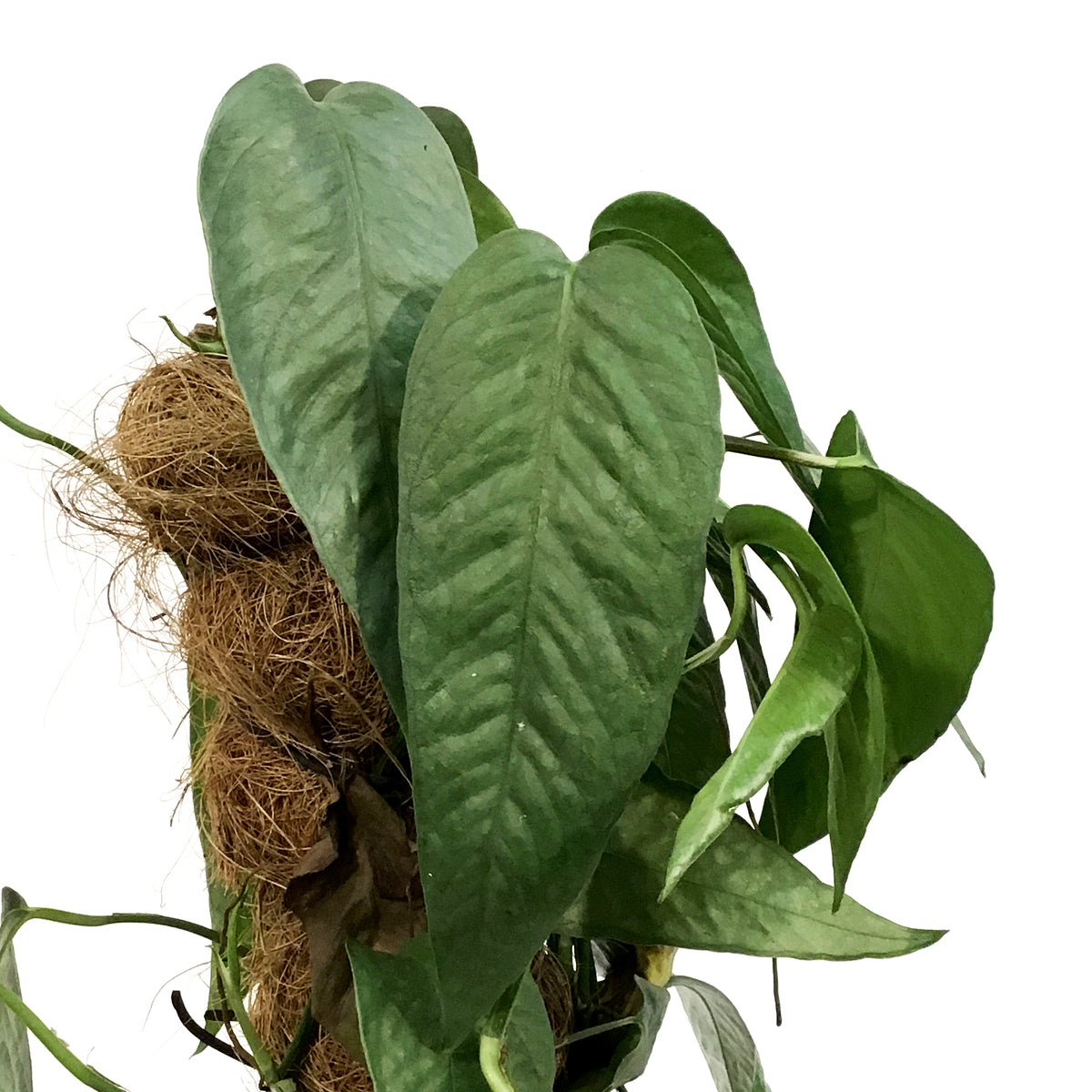 Epipremnum Pinnatum, 6in , Cebu Totem