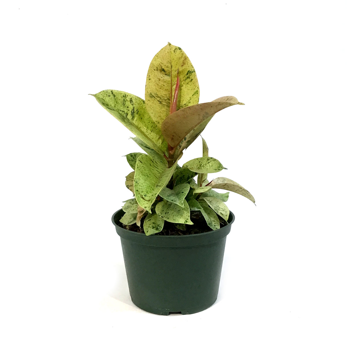 Ficus, 6in, Shivereana