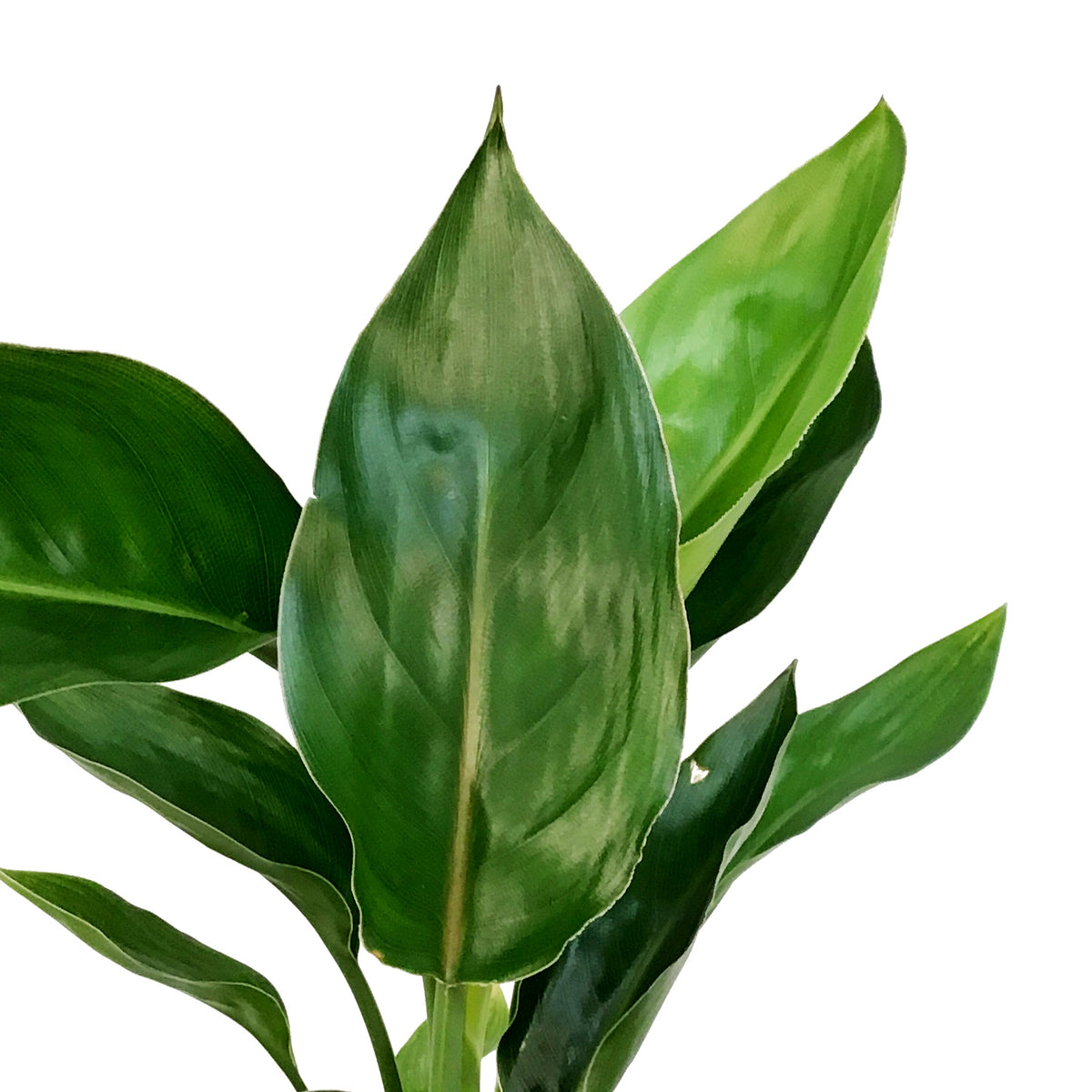 Bird of Paradise, 6in, Yellow