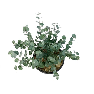 Eucalyptus, 6in, Silver Dollar