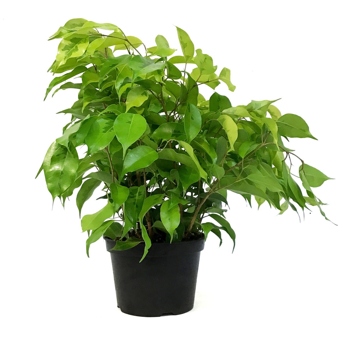 Ficus, 6in, Benjamina Lime