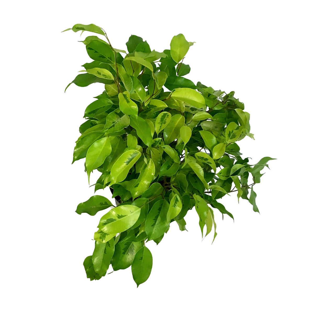 Ficus, 6in, Benjamina Lime
