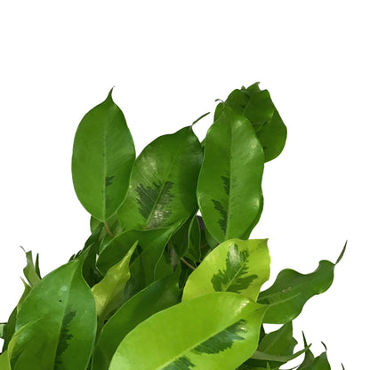 Ficus, 6in, Benjamina Lime
