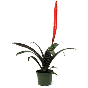 Bromeliad, 6in, Vriesea Espada