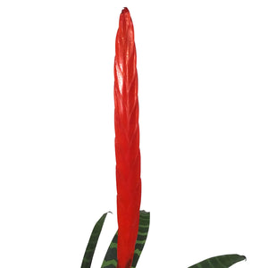 Bromeliad, 6in, Vriesea Espada