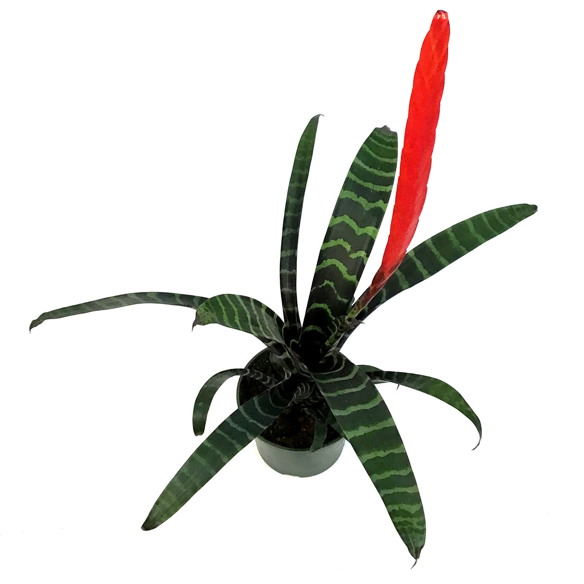 Bromeliad, 6in, Vriesea Espada