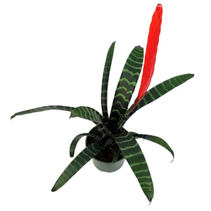 Bromeliad, 6in, Vriesea Espada