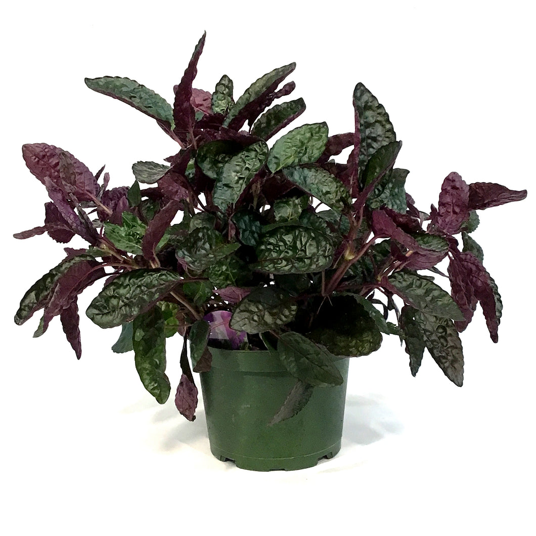 Waffle Plant, 6in,