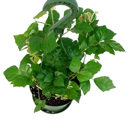 Ivy, 6in, Grape,