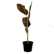Banana, 8in, Siam Ruby