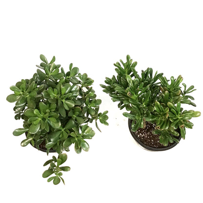 Planter, 10in, Succulent