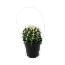 Load image into Gallery viewer, Cactus, 9cm, E. grusonii &#39;Golden Barrel&#39;
