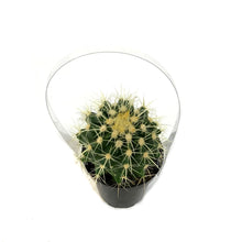 Load image into Gallery viewer, Cactus, 9cm, E. grusonii &#39;Golden Barrel&#39;
