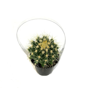 Cactus, 9cm, E. grusonii 'Golden Barrel'