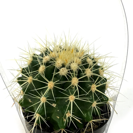 Cactus, 9cm, E. grusonii 'Golden Barrel'